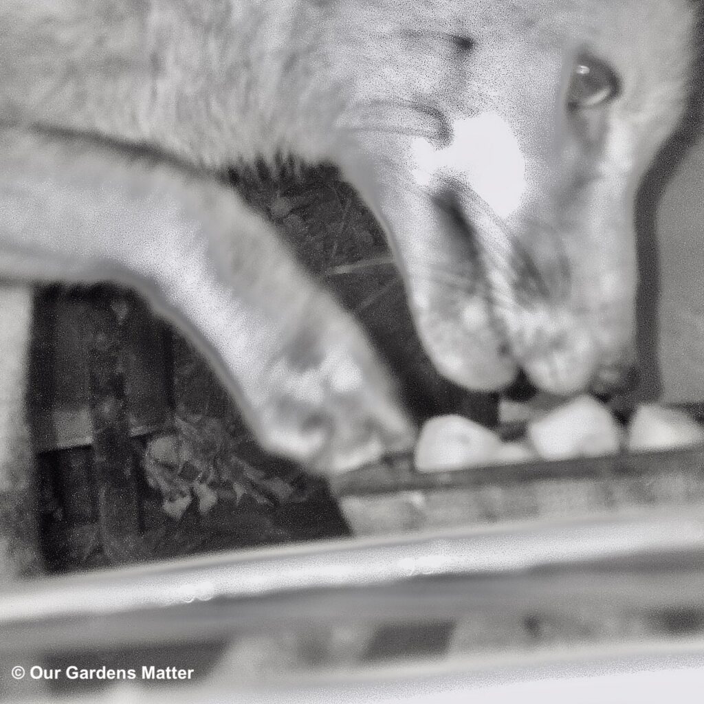 Fox eating hedgehog food