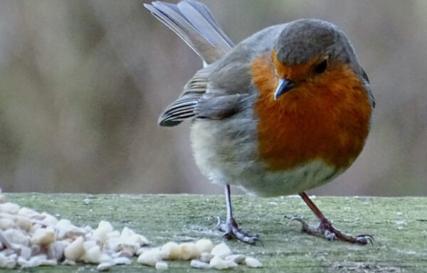 Robin