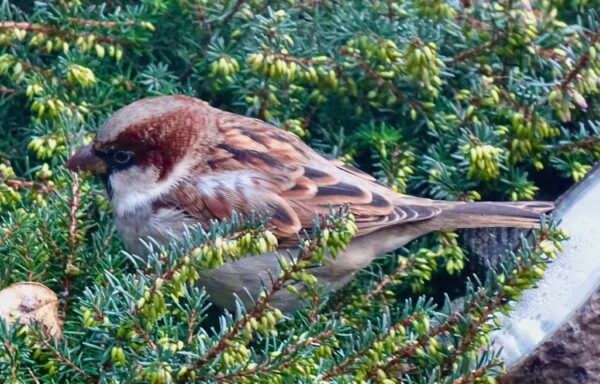 House sparrow