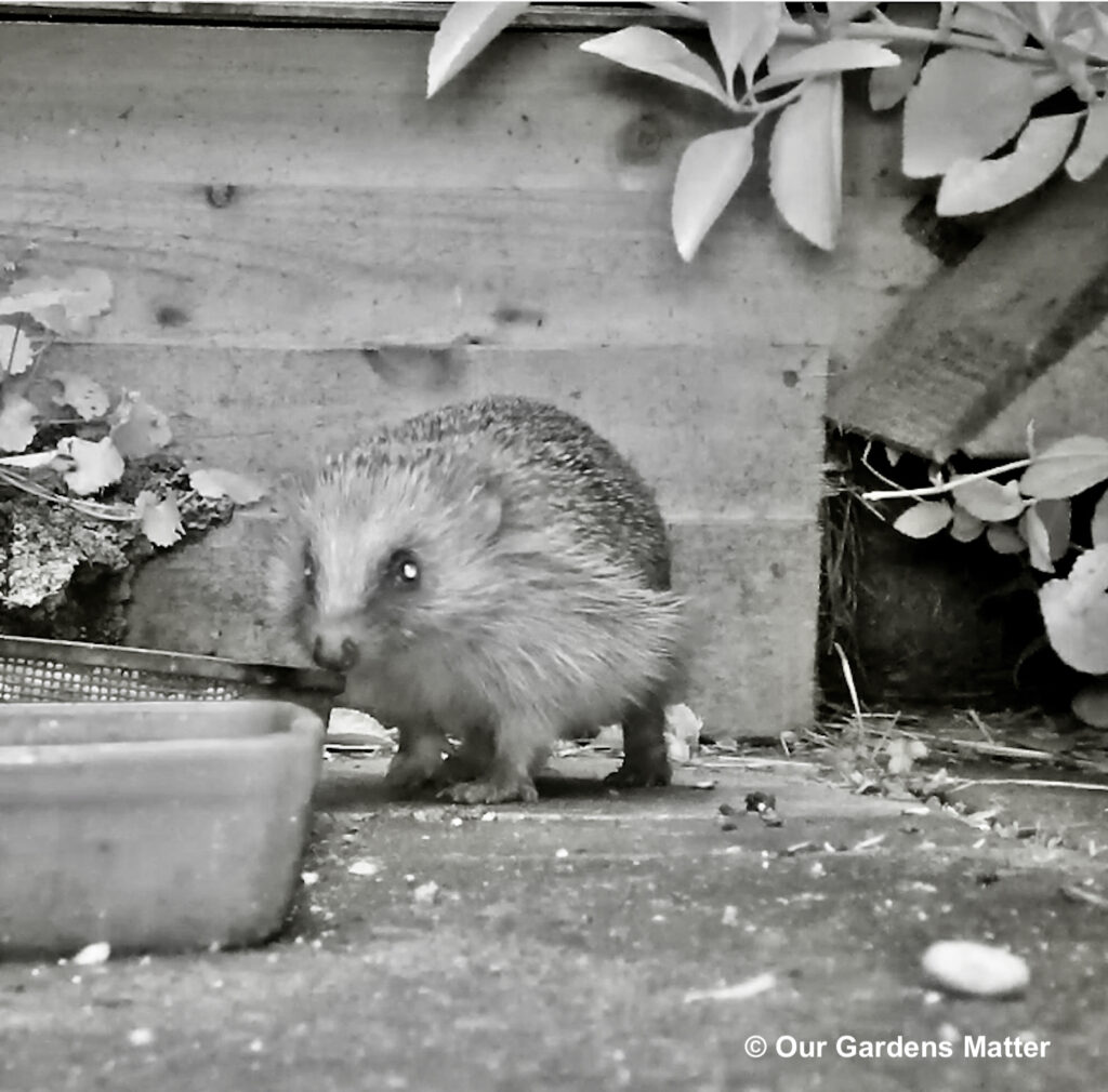 Hedgehog captured on wildlife camera