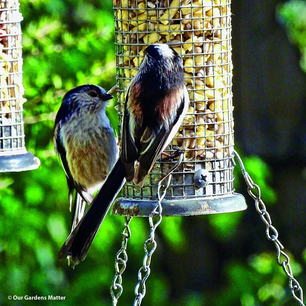 Two long-tailed tits feeding on suet pellets