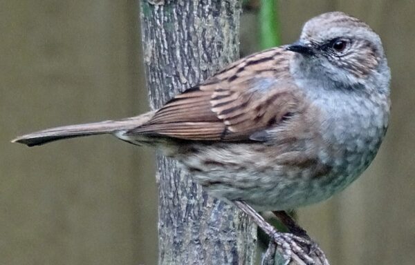 Dunnock