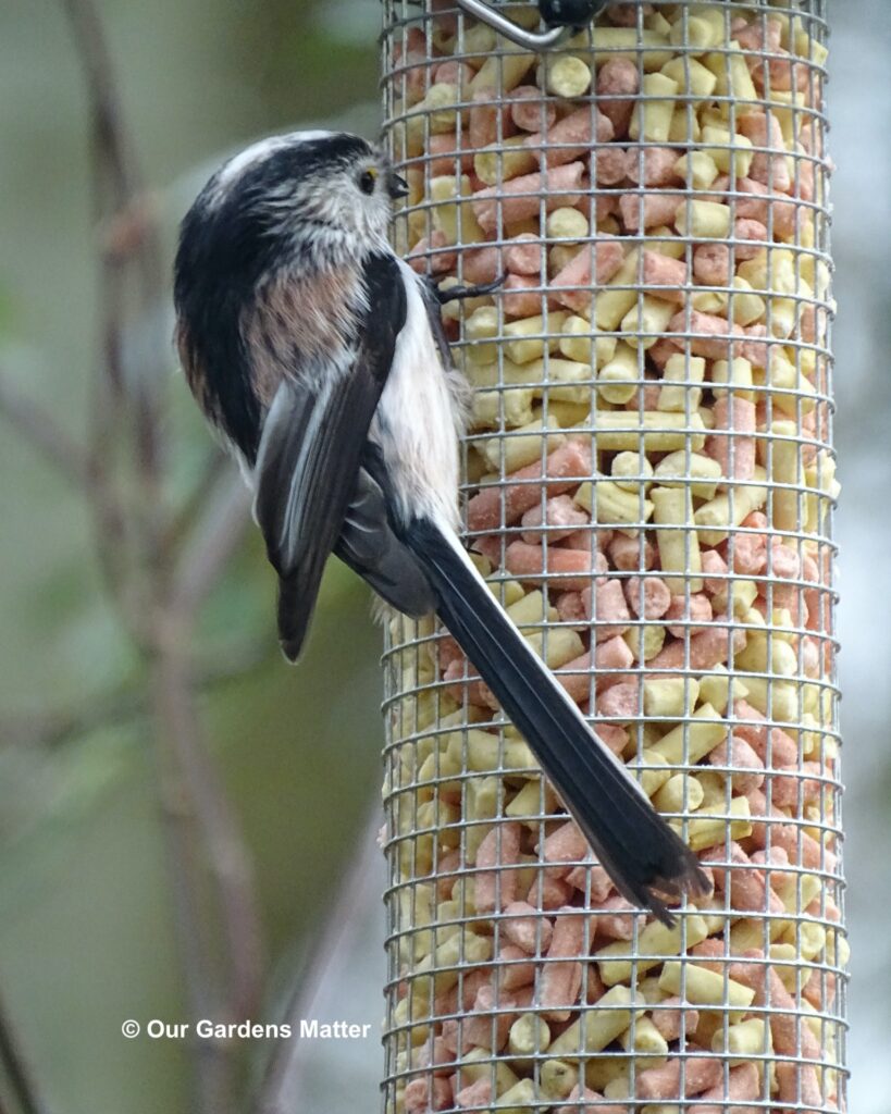 Long-tailed tit eating suet pellets from a peanut feeder