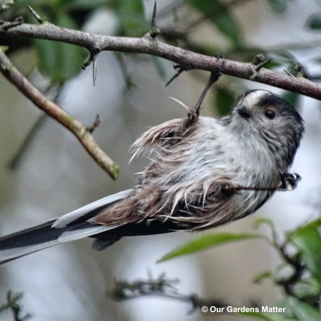 Long-tailed tit hanging upside down to feed.