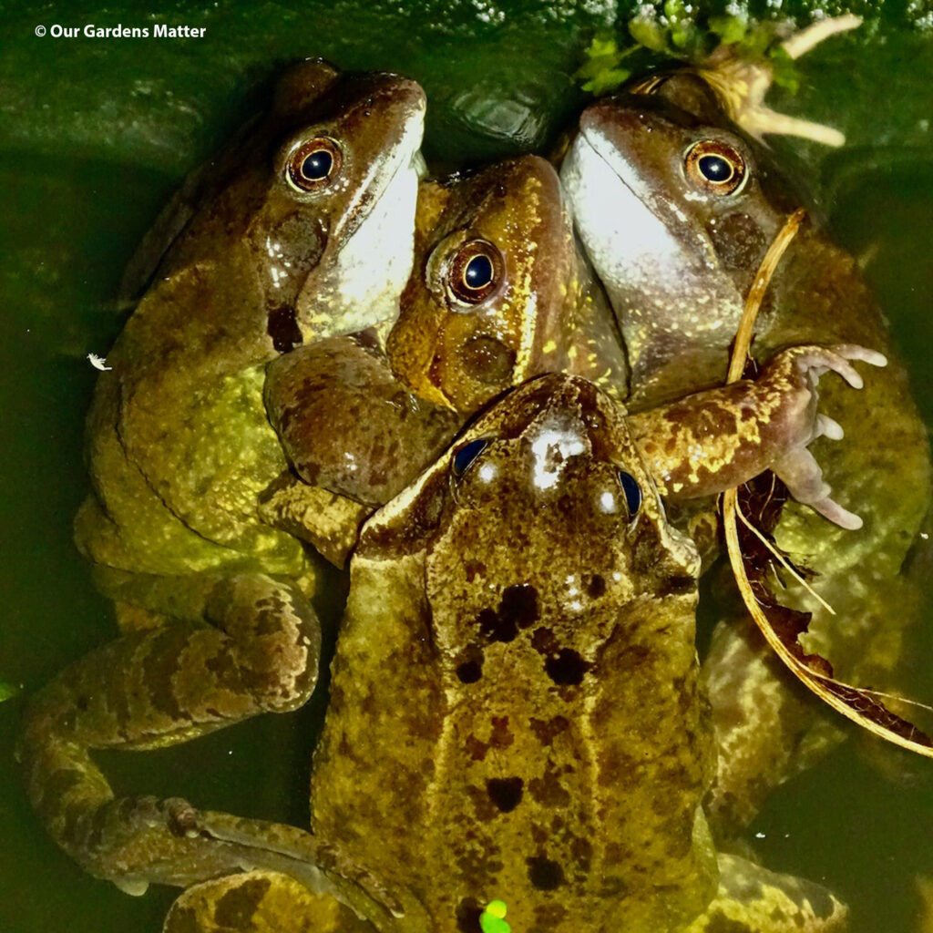 Frogs mating