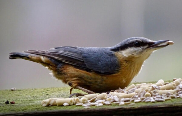 Nuthatch