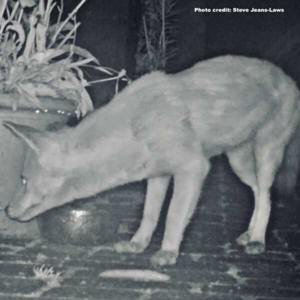 Red fox caught on a wildlife camera