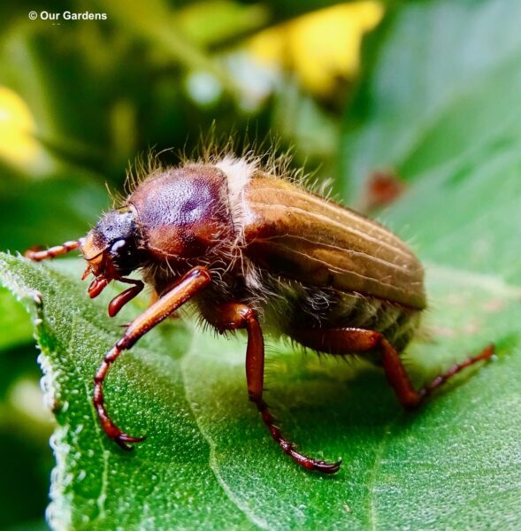 The common cockchafer, or May bug, typically emerges as an adult during May. These large, loud, clumsy brown beetles spend the first couple of years as larvae underground, feeding on plant roots.