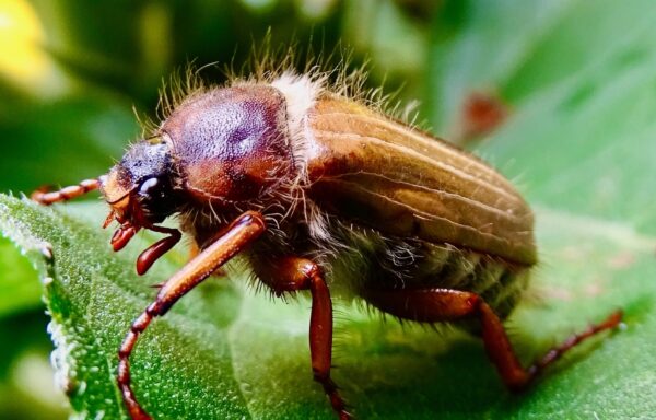 Common cockchafer