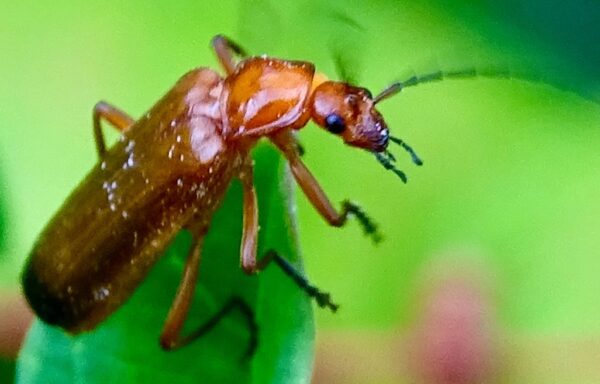 Common red soldier beetle
