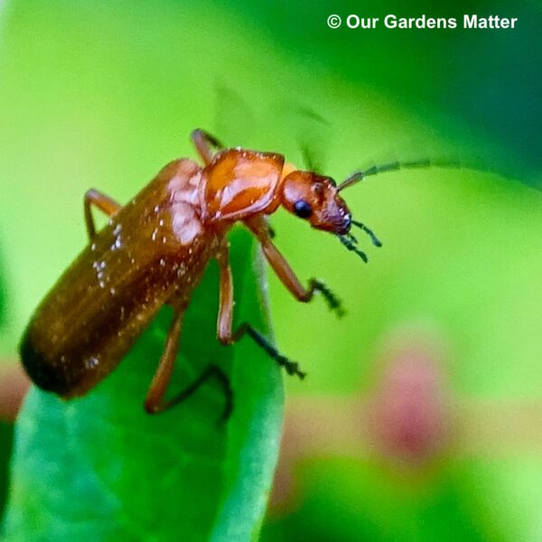 The common red soldier beetle is a medium-sized, narrow beetle commonly found on open-structured flowers, such as daises and cow parsley.