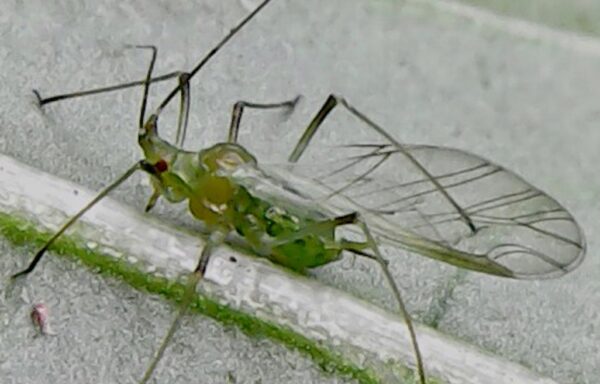 Potato aphid