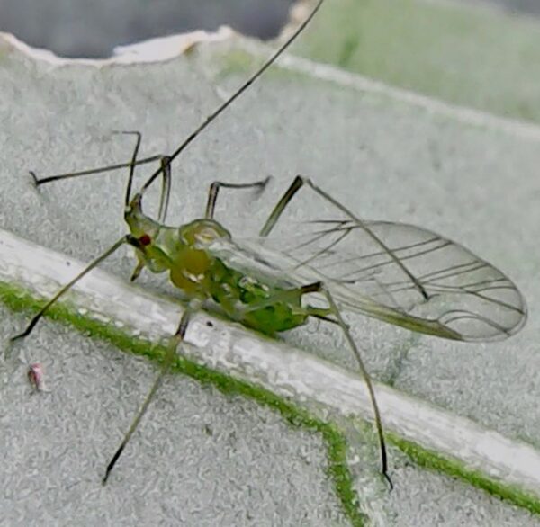 The potato aphid is a greenfly, scientifically known as Macrosiphum euphorbiae, is a common pest in the UK in the family Aphididae and originates from North America