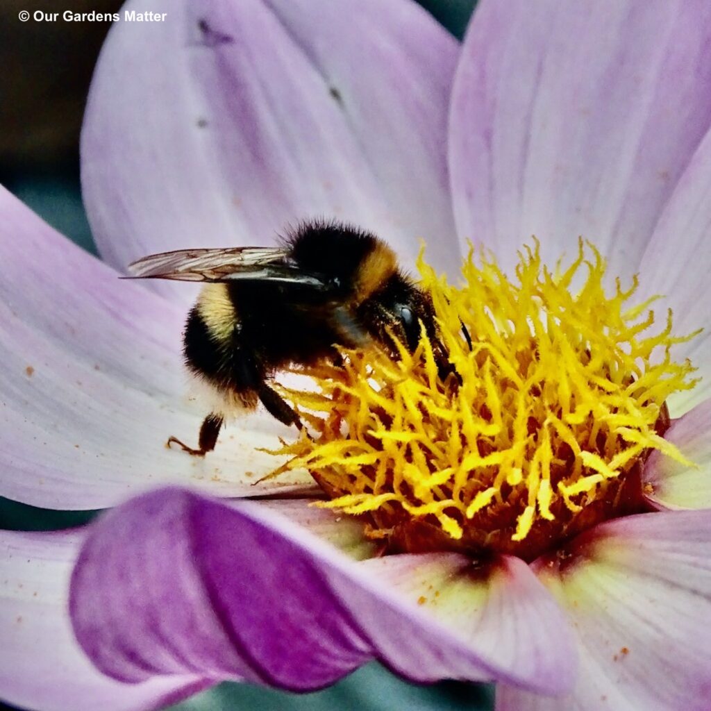 Bumblebee getting a nectar drink from a dahlia flower