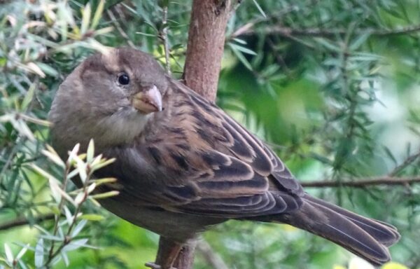 Garden birds