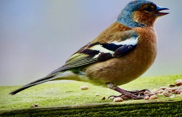 Chaffinch