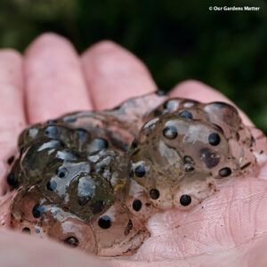 Common frog spawn