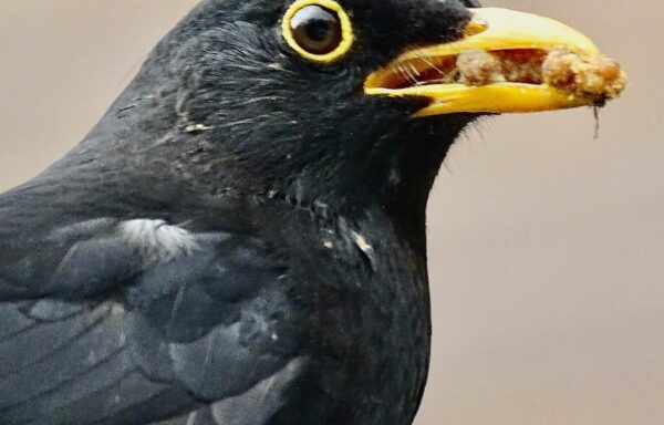 Blackbird