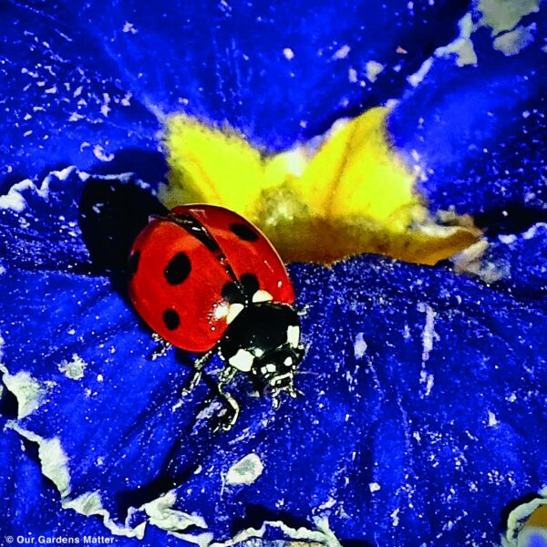 Seven spotted ladybird on a primrose flower