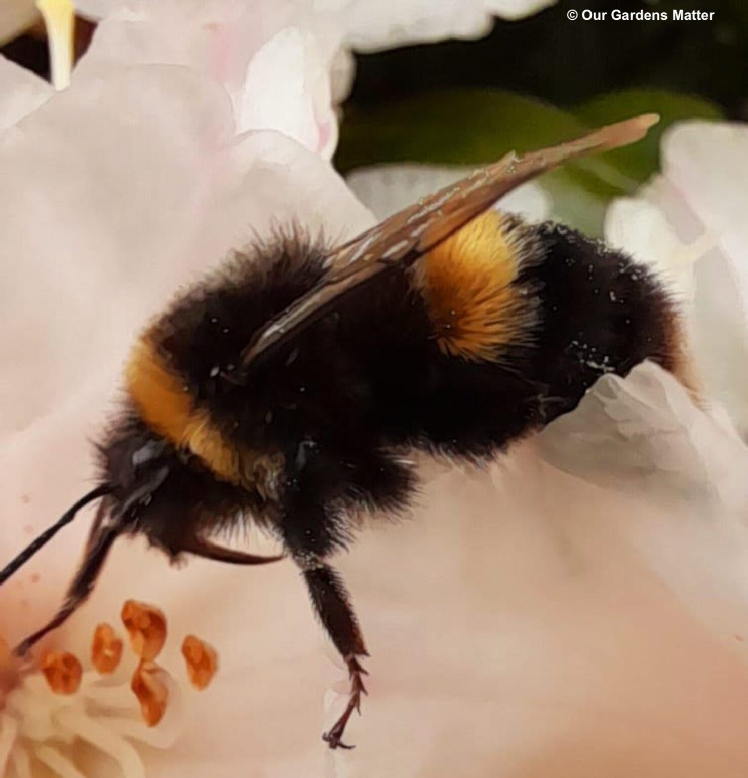 Sugar water for bees Really? Our Gardens Matter