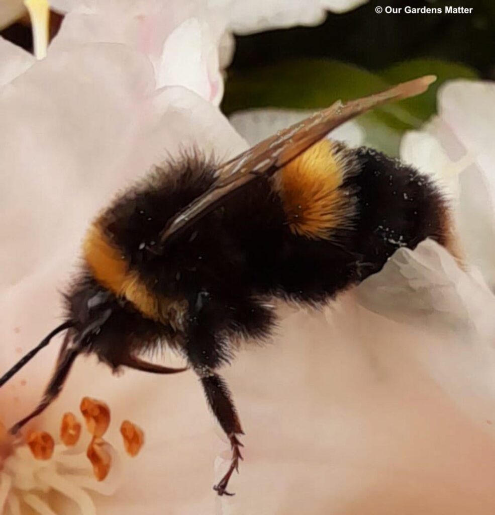 Bumblebee entering a flower