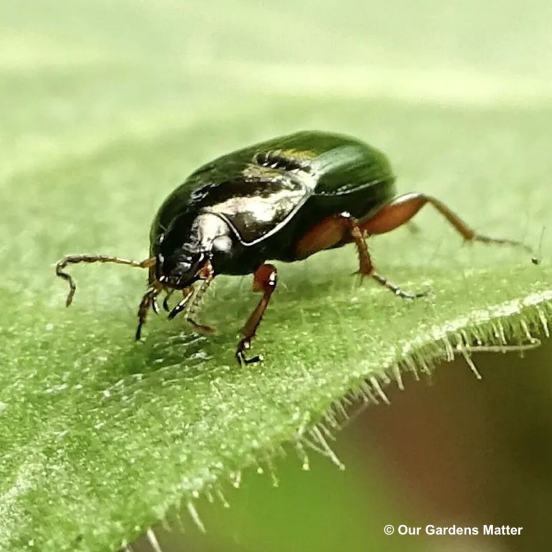 Common sun beetle - Our Gardens Matter