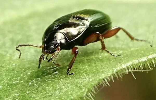 Common sun beetle