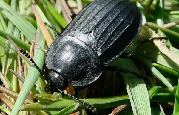 Silpha tristis Illiger, 1798