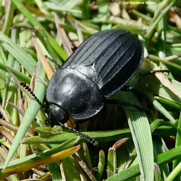 Silpha tristis is found in southern and central England, particularly along hedgerows, wooded tracks, fields, and occasionally in gardens.