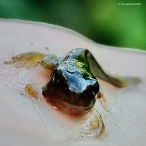 The final transformation to froglet happens when the tadpole makes its way onto land, and its tail is reabsorbed as a source of protein.