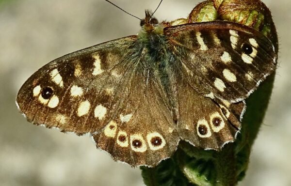 Speckled wood
