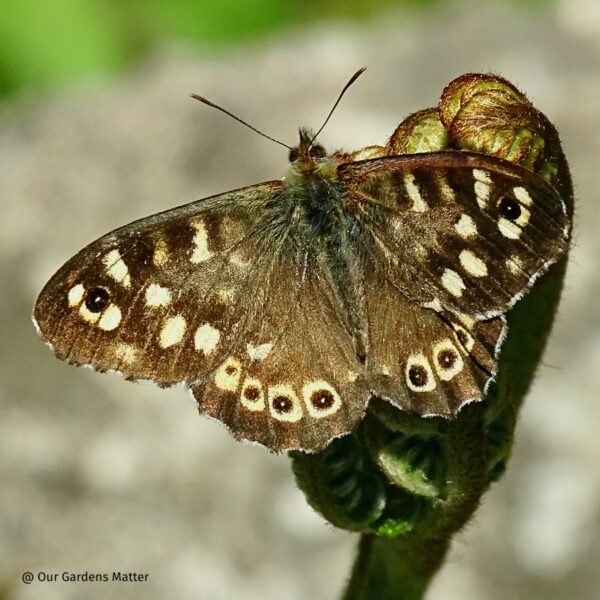 Speckled wood sunbathing