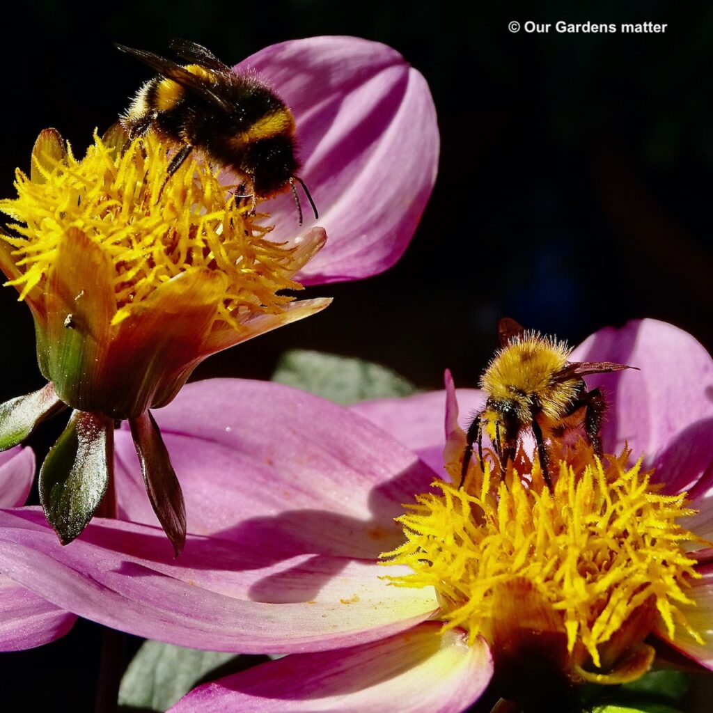 Bees feeding on dahlia flowers