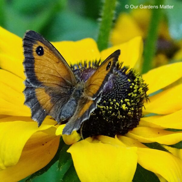 Gatekeeper butterfly feeding on a rubeckia flower