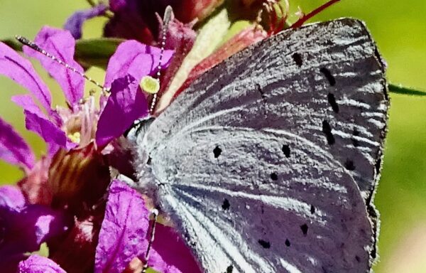 Holly blue