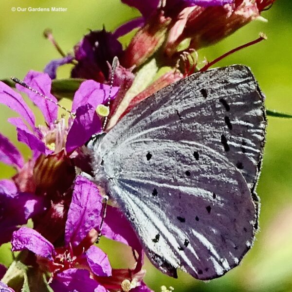 Holly blue butterfly feeding on purple loosestrife