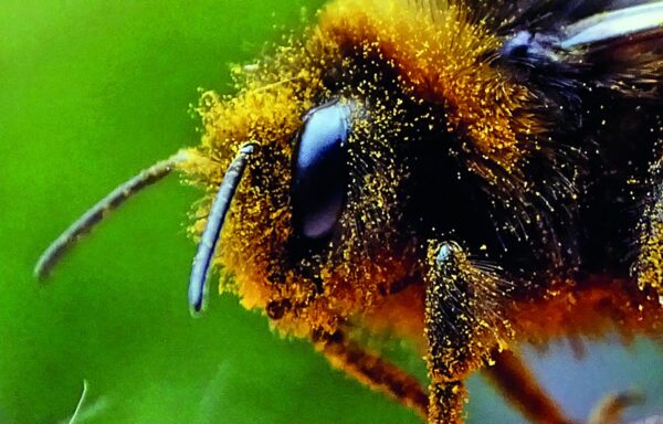 Garden invertebrates