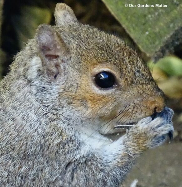 Grey squirrel eating a peanut