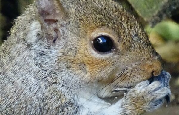 Grey Squirrel