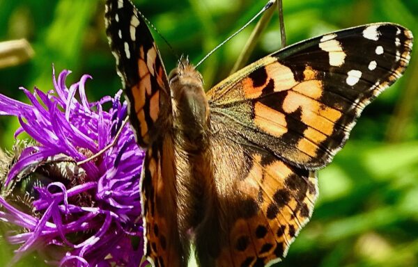 Painted lady