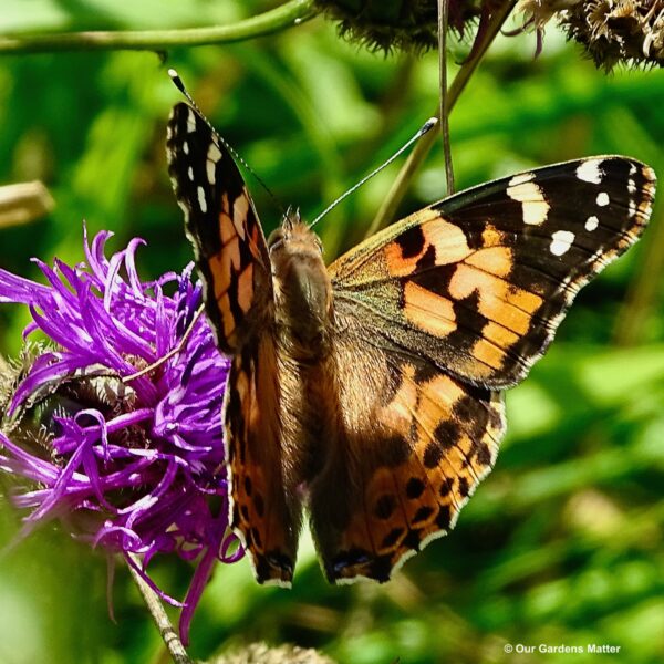 Painted lady feeding