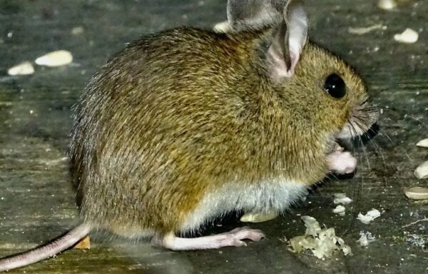 Wood mouse