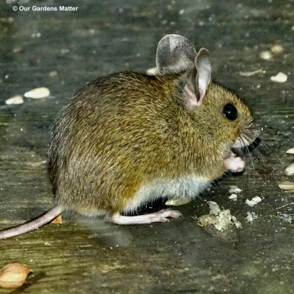 Wood mouse eating dropped sunflower hearts