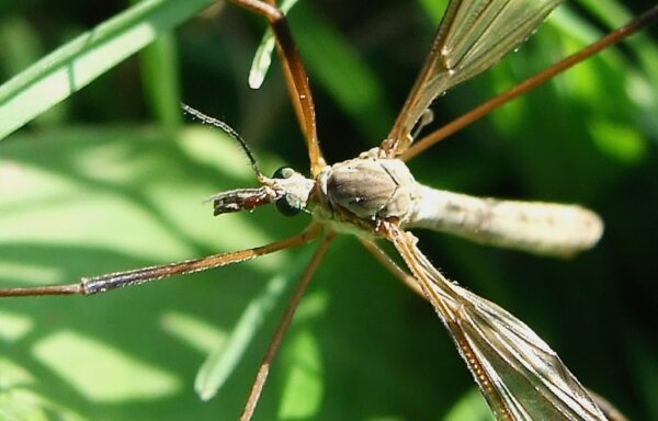 Daddy longlegs