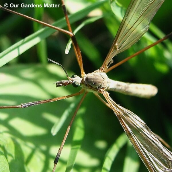 The daddy longlegs, also known as the cranefly, is a fascinating insect that belongs to a family of 94 species in the UK.