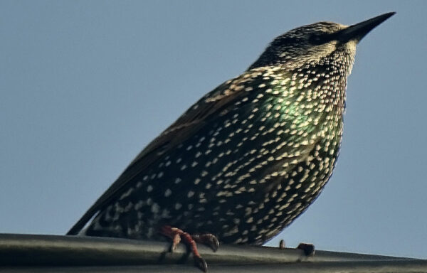 Starling