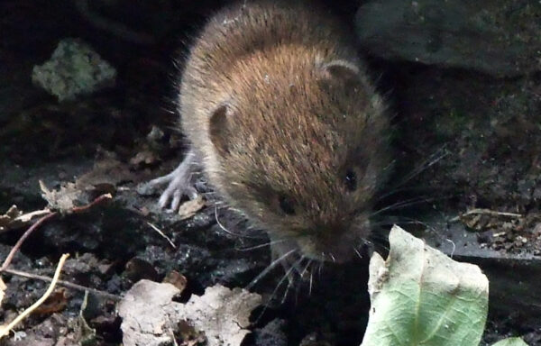 Bank vole