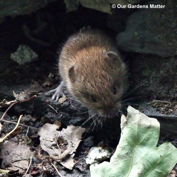 Bank vole looking for food