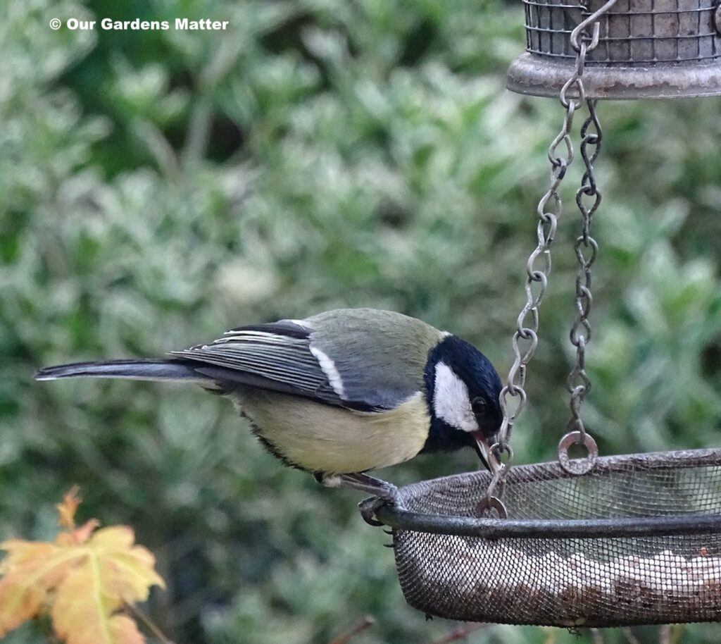 Blue tits are a common site in woodlands, parks and gardens.
