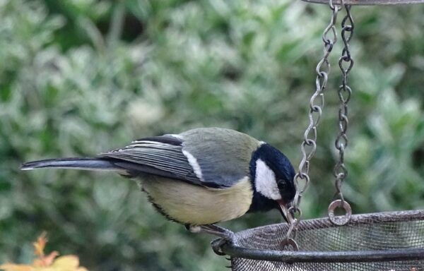 Great tit